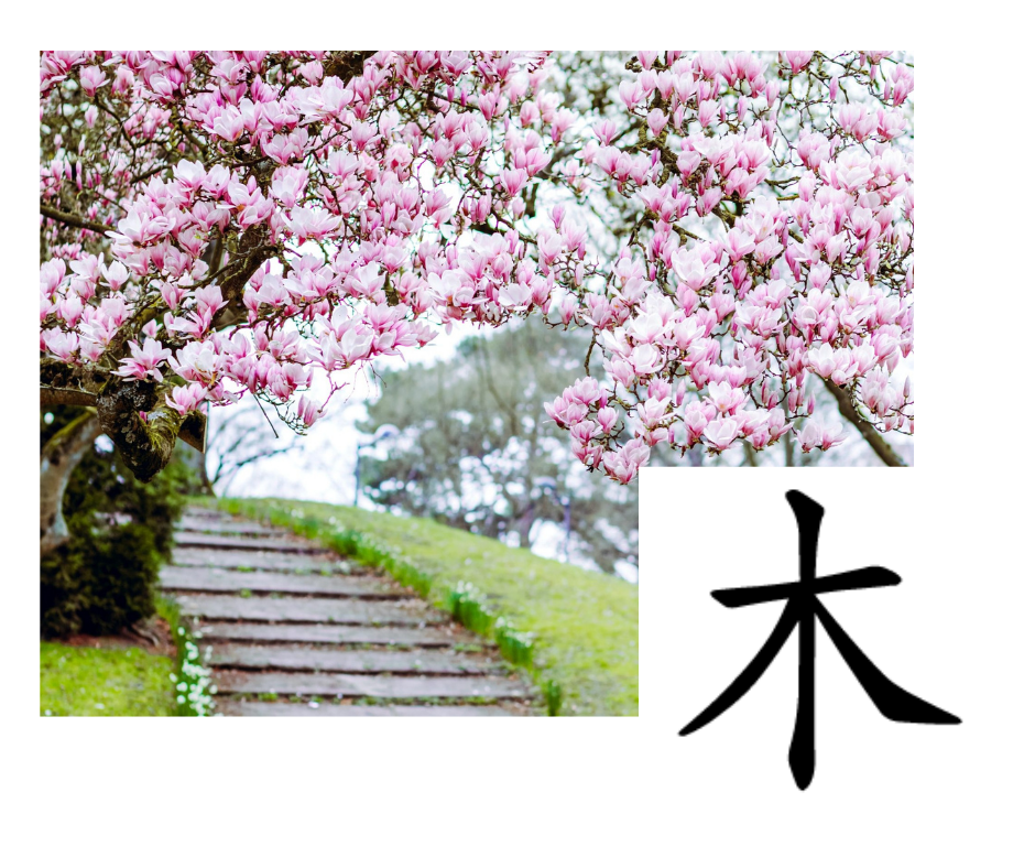 fegato-stasi-qi-rimedi-naturali